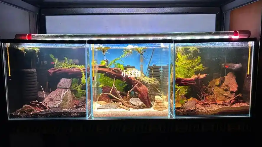 30方缸造景天花板