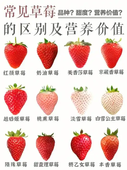 常见草莓的区别甜度口感及营养价值