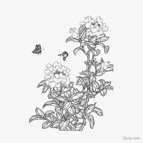 茶花牡丹花手绘铅笔画素描黑白线条插画中国风茶花图案黑色pop山茶花