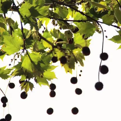 三球悬铃木(法国梧桐)