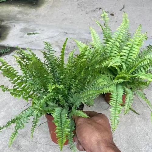 波士顿蕨盆栽垂吊驱蚊绿植物办公室内好养四季常青净化空气吸甲醛