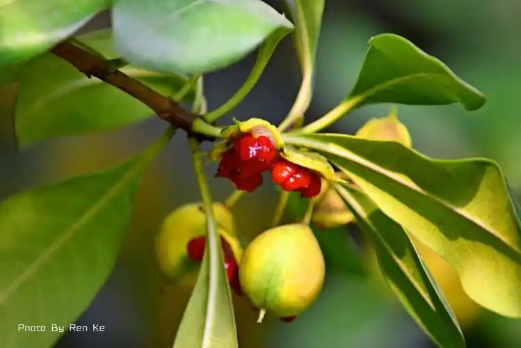【首发】七里香