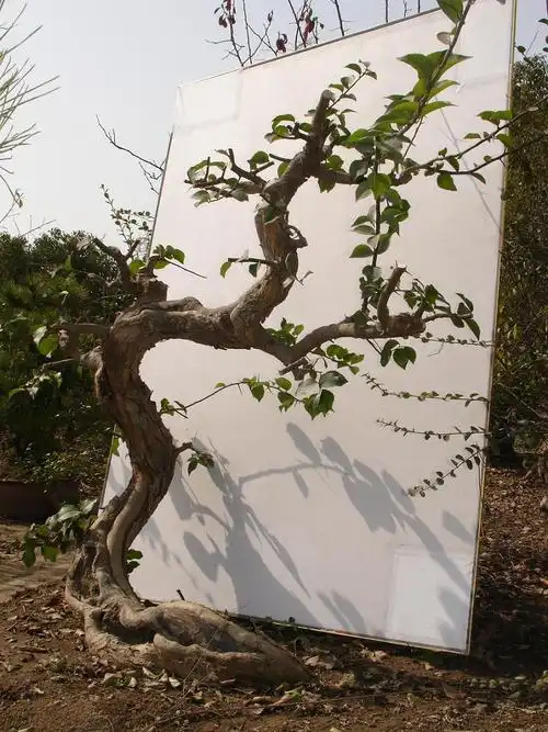 一棵老柞木 - 树影木风 - 盆景乐园 - 中国最专业,最受欢迎的盆景艺术