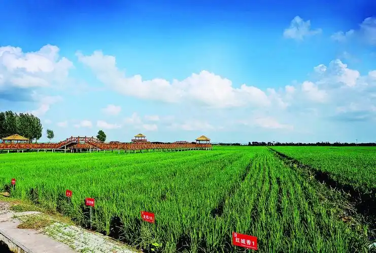 蓝天白云下的稻田,一派生机勃勃.
