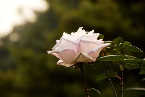 繁花似锦,百花齐放