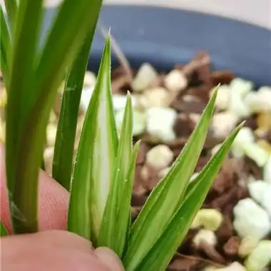 春兰,水晶艺进化水晶中透 - 中国兰花交易网