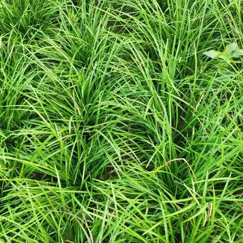 中叶麦冬草基地河南草坪基地直销