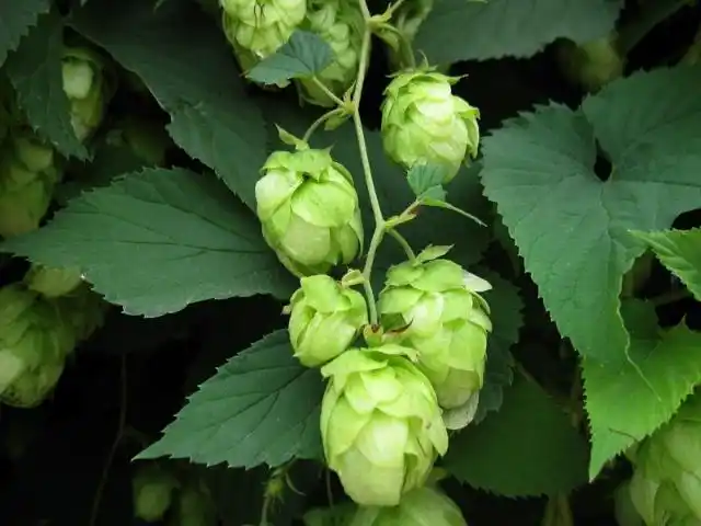 元曲【斗鹌鹑.啤酒花】