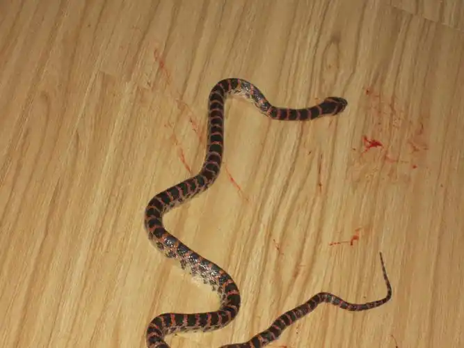 有谁知道这是什么蛇?有没有毒,谢谢