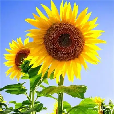 【微信最吉利的好看头像 2019风水上最好的微信头像】_排行榜