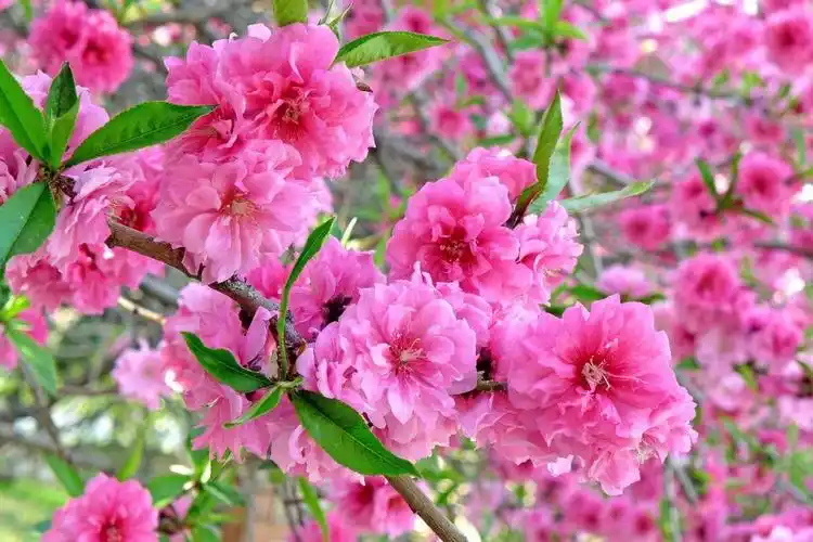 榆叶梅别名小桃红