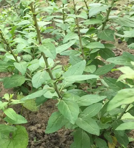 枸杞叶种苗枸杞菜苗野生小叶煲汤枸杞叶老梗四季带根满包邮包存活