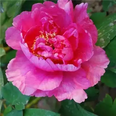 适合做头像的牡丹花朵图片 高清花开富贵牡丹_微信头像_头像屋