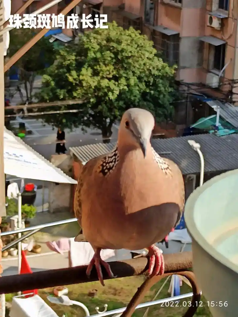 珠颈斑鸠成长记 - 抖音