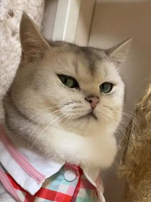 猫咪表演"鄙视的眼神"太到位了