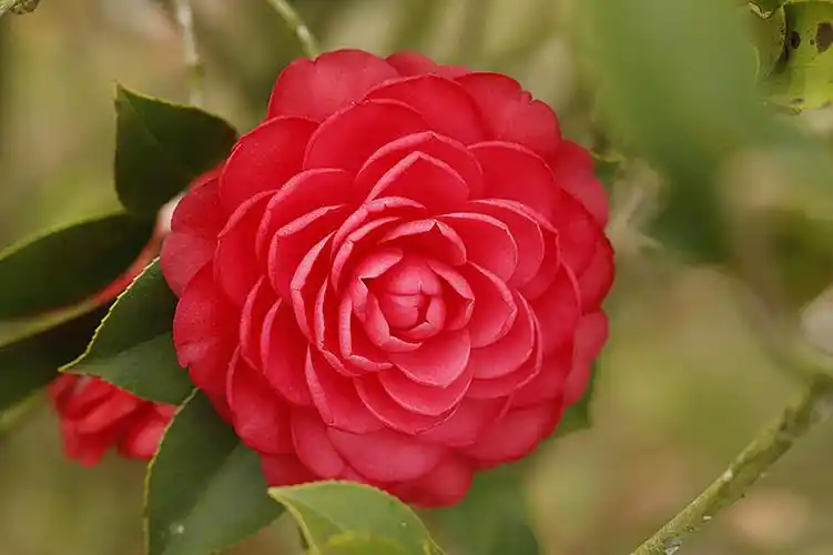 艳丽多彩茶花红 (共p)