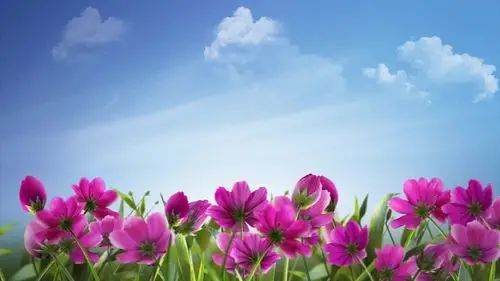 蓝天白云鲜花花海背景