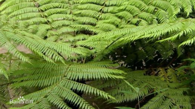 白桫椤叶纸质 ,长1~3米,3回羽状深裂,叶轴浅禾秆色 ,被白粉;羽片约20