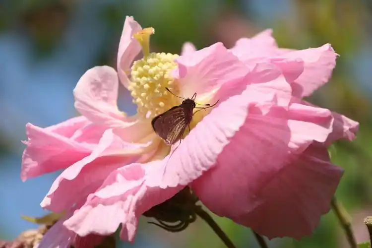 思念:秋天里的芙蓉花