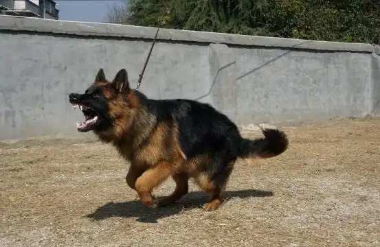 为什么养德牧的人,越来越少,这5点也许是原因吧!