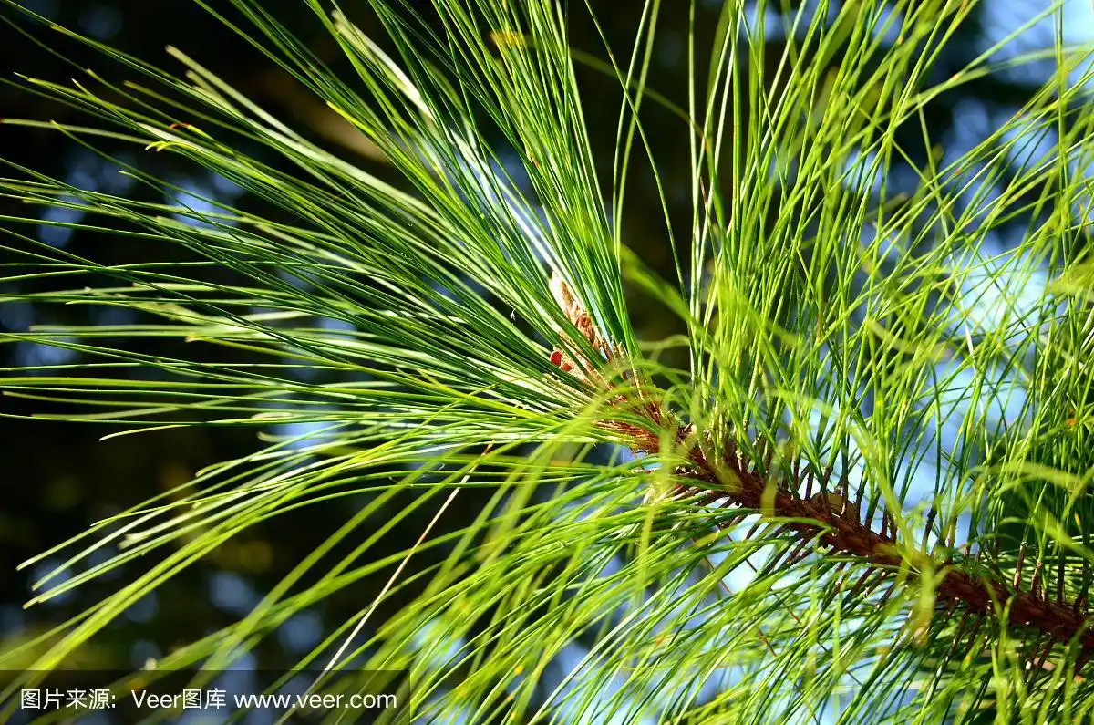 松木,叶子,美,褐色,水平画幅