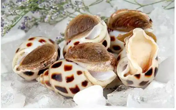 花螺这个夏天你吃了吗花螺