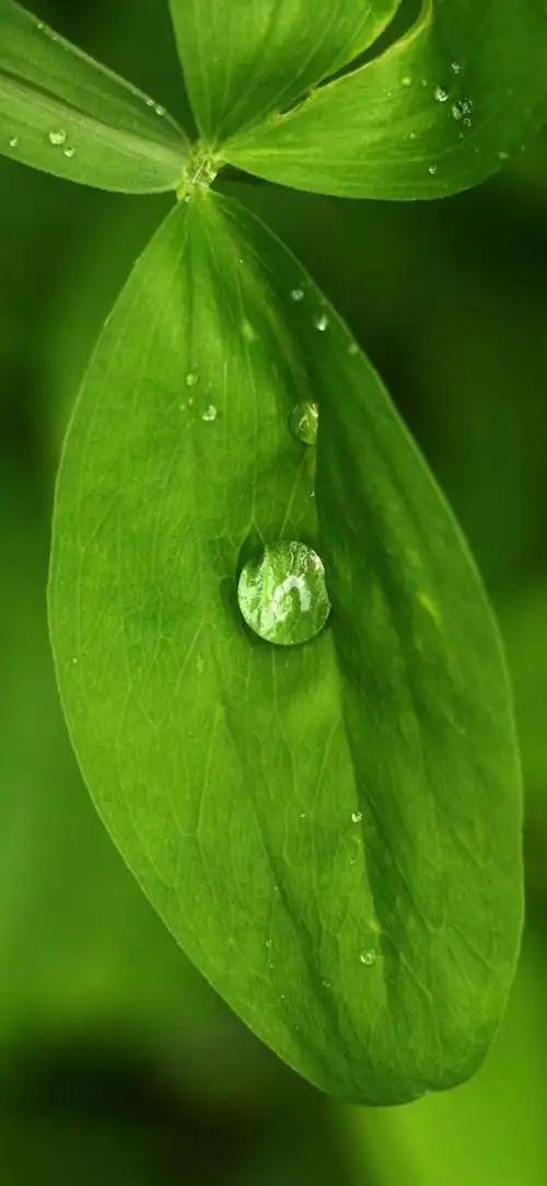 高清纯绿色护眼壁纸全屏(高清绿色护眼壁纸)(5)