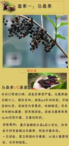 请一定告诉身边人,尤其是孩子,路边的野果不能随便摘食!