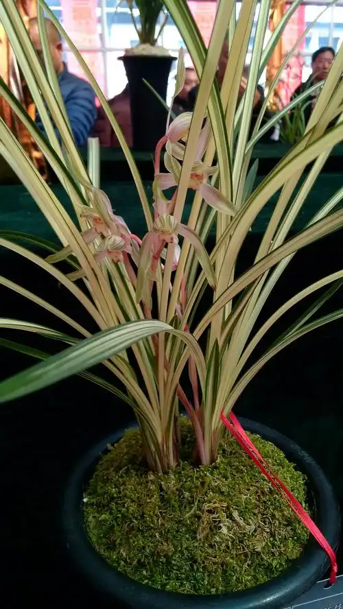 今天是昆明新益州兰花展,人气旺,好花多,交易活跃!