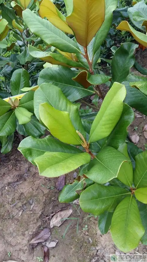 广玉兰树叶(广玉兰树叶有什么功效)