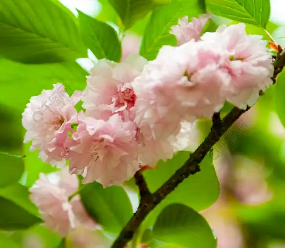 绿叶来衬托动物植物免费下载_jpg格式_3927像素_编号39810919-千图网