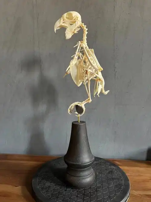 非洲灰鹦鹉骨骼00