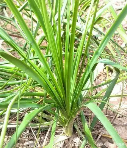 知母的生长条件和留种技术