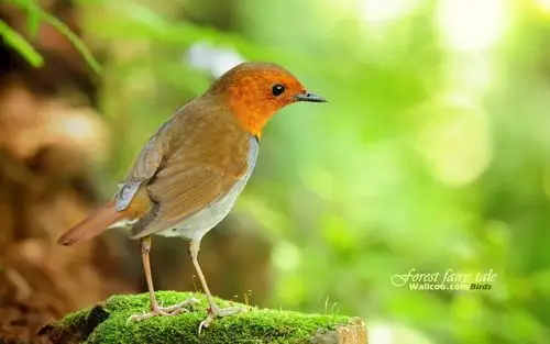 春天里可爱漂亮的小鸟动物套图分享