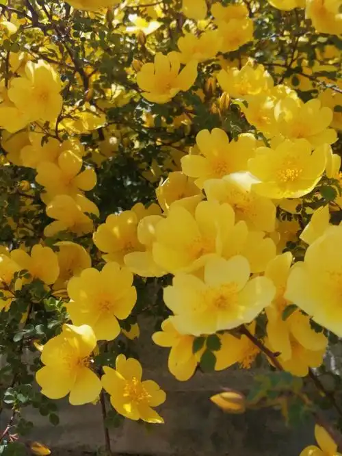 热烈的黄蔷薇