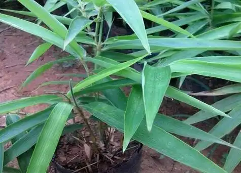 毛竹种子种植方法及过程