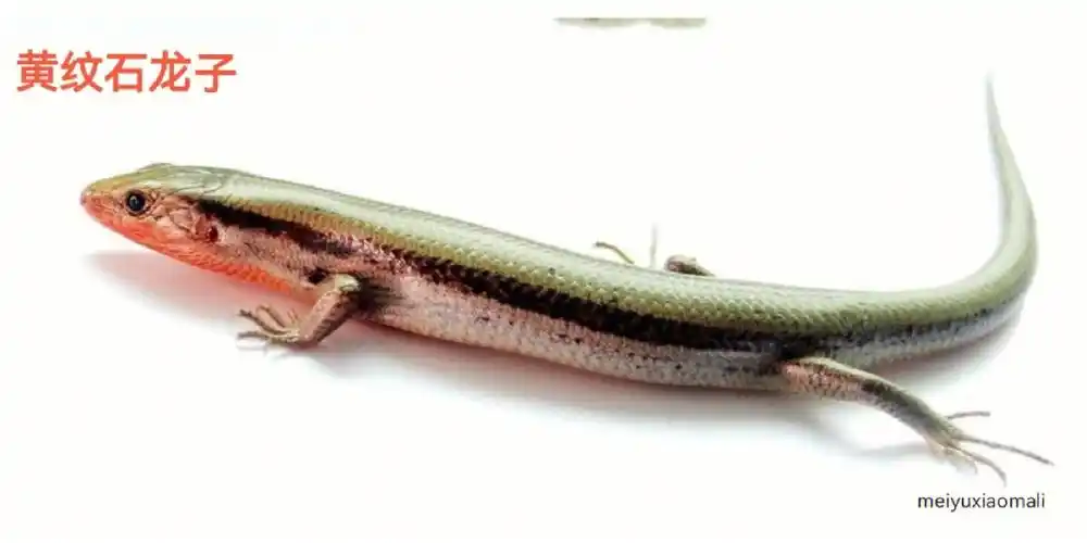 蜥蜴有多少种你知道的有哪些