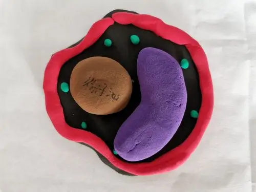 济宁市实验初中任贤校区开展生物学科特色活动—制作动植物细胞模型