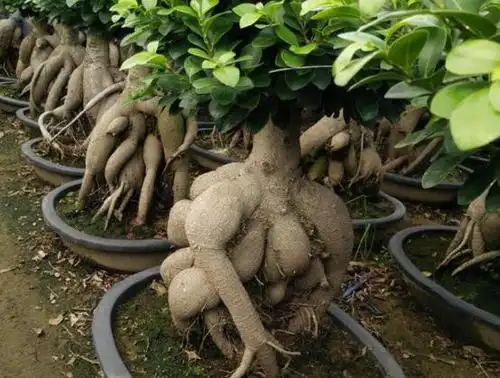 如果你不想在家养花,不如看看这些观根植物,生命的力量就在其中