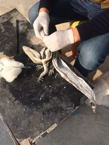 标本的制作流程现场演示