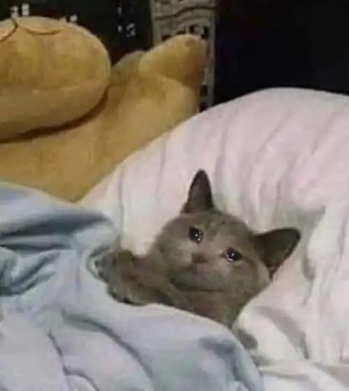 流泪猫猫流泪猫猫头表情包