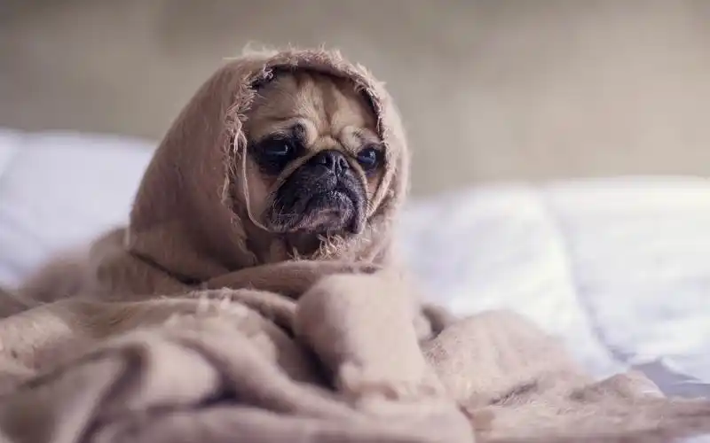 电脑壁纸 动物 超呆萌的小狗狗