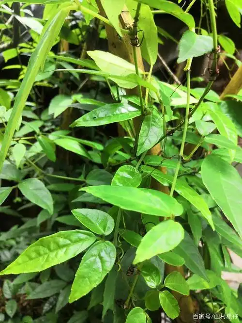 每日学一物(三叶青)