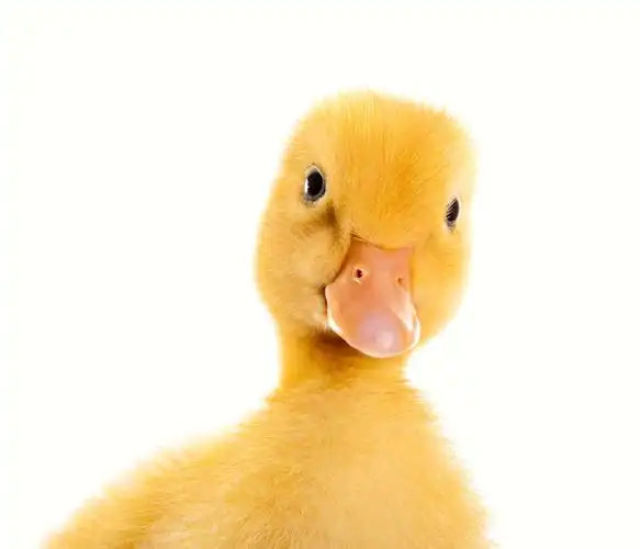 可爱的黄色鸭子高清图片