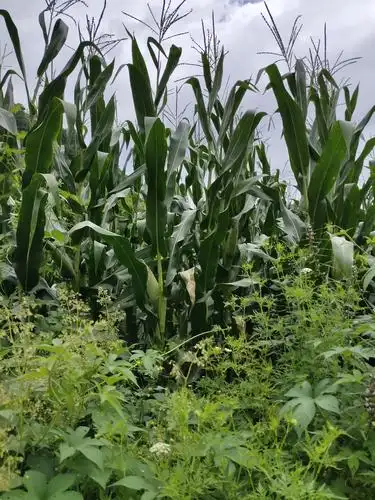 道路边的玉米地