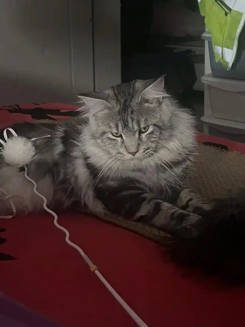 缅因猫 #缅因 我有三只猫,老大老二和老三,老大最贵,不是 - 抖音