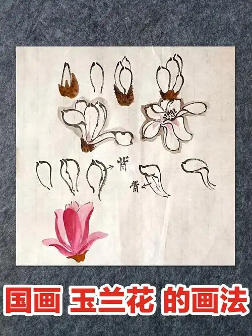 国画玉兰花的画法零基础国画入门教程
