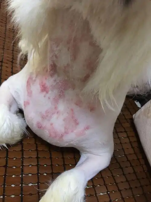 真菌性皮肤病主要为小孢子菌,石膏样小孢子菌和须毛癣菌感染.