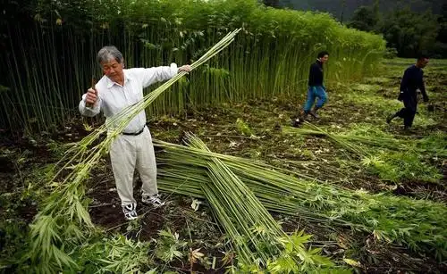 康恩贝大麻加工项目对于cbd加工的提出比为80%,这在