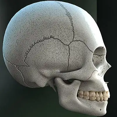 女性牙科头骨3d模型